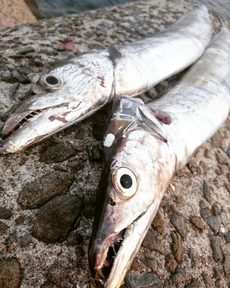 待ちに待ったタッチーさん