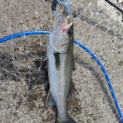 新ロッドでやっと一匹！