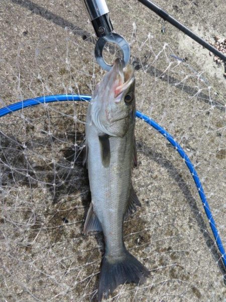 新ロッドでやっと一匹！