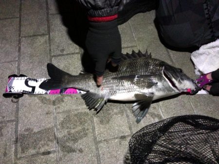コスモ公園釣行 （久々の快調釣果！　真チヌ…
