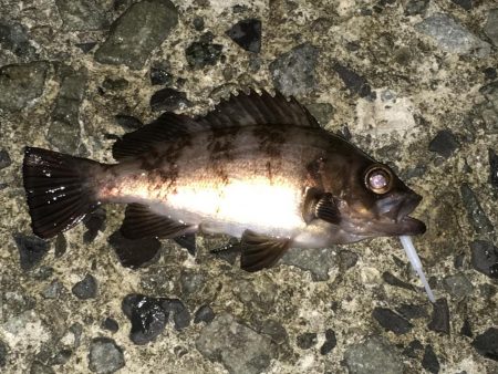 令和の初メバリング