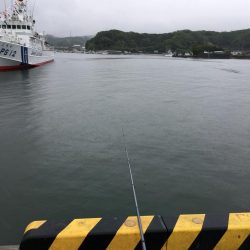 アジ8匹、コノシロ1匹