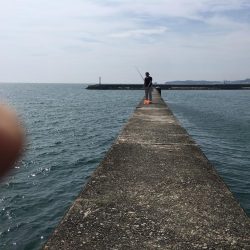 コアジ2匹、イワシ7匹