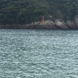 シマアジ小1匹、エソ1匹、コサバ13匹