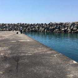 グレ、コサバ、ガシラなど