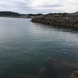 ガシラ8匹、ベラ7匹