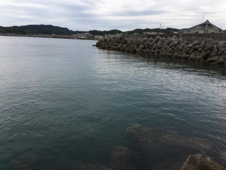 ガシラ8匹、ベラ7匹