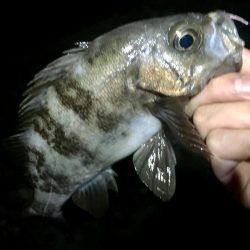 淡路めばるフェス２０１９