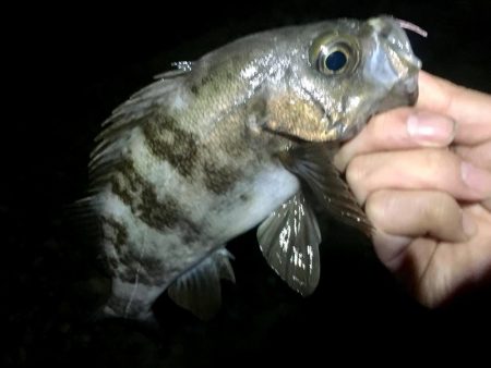 淡路めばるフェス２０１９