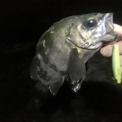 プラッキング一撃デビュー