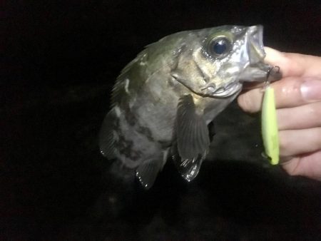 プラッキング一撃デビュー