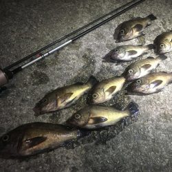 サタデーナイトフィーバーならず。。。