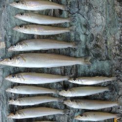 快晴のキス釣り