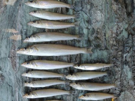 快晴のキス釣り