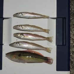 初夏のキス釣り