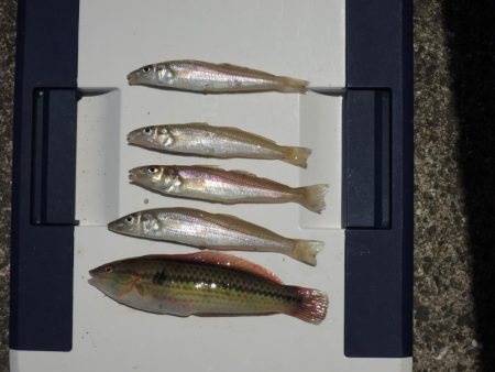 初夏のキス釣り