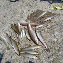 今年のキスはいい感じかも