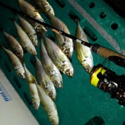 楽しい～アジング