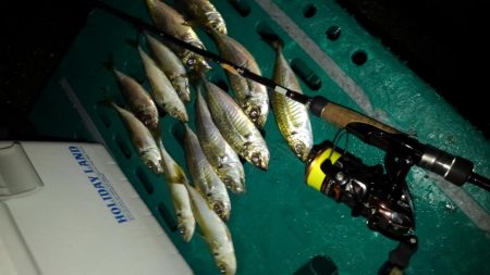 楽しい～アジング