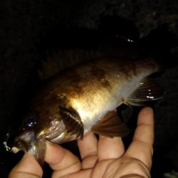 メバルのつもりが?