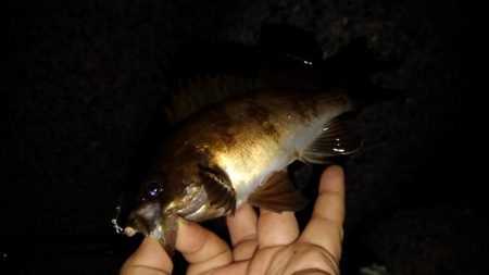 メバルのつもりが?