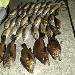 よく釣れたアジング