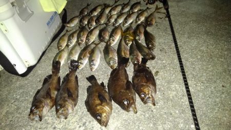 よく釣れたアジング