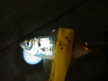 ナイトアジング