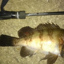 入れ食いでした!