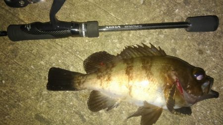 入れ食いでした!