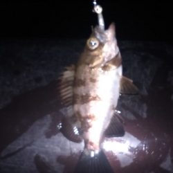 平成最後の釣り行って来ました。