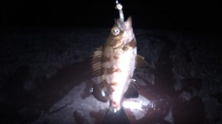 平成最後の釣り行って来ました。