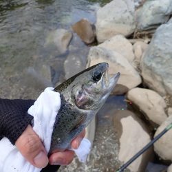 揖保川渓流釣り大会