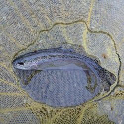 揖保川渓流釣り