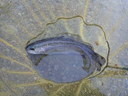 揖保川渓流釣り