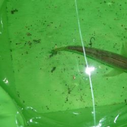 先週が嘘のように釣れない。。