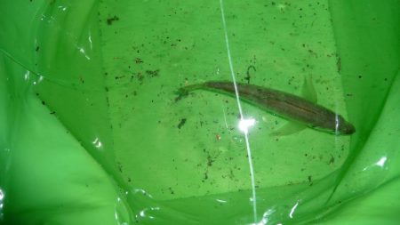 先週が嘘のように釣れない。。