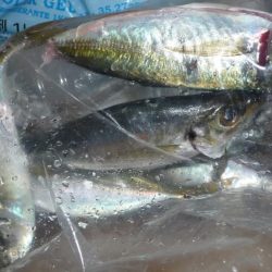 ノマセ撃沈。。