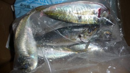 ノマセ撃沈。。