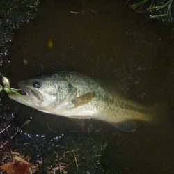 シェードの内側で