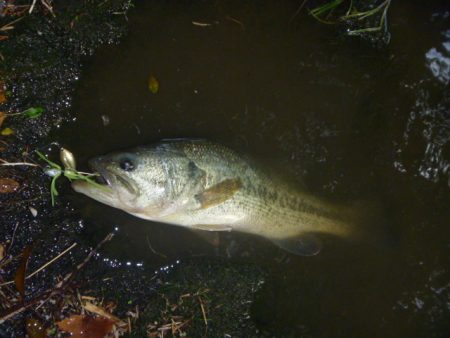 シェードの内側で