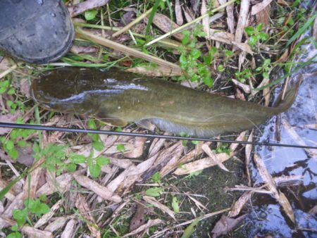 濁りの入ったエリアでヒット