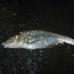 今日は渋かった