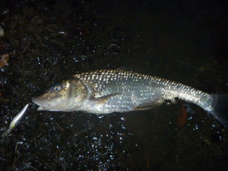 今日は渋かった