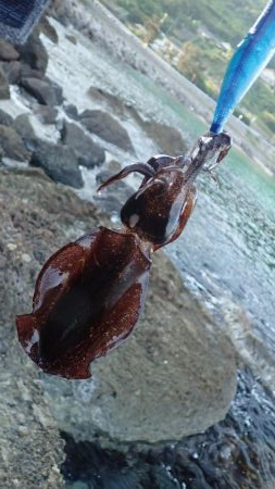 エギング（春イカ？）