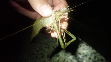 手長エビ&ぶっこみ釣り