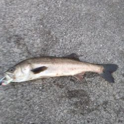 シーバス　好調