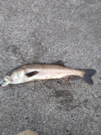 シーバス　好調