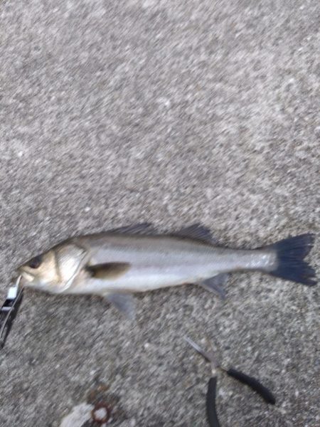 ＧＷ　シーバス3本締め