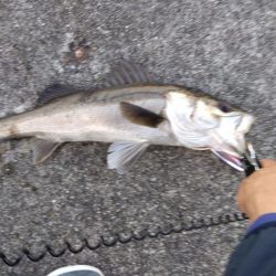 シーバス　朝練３匹